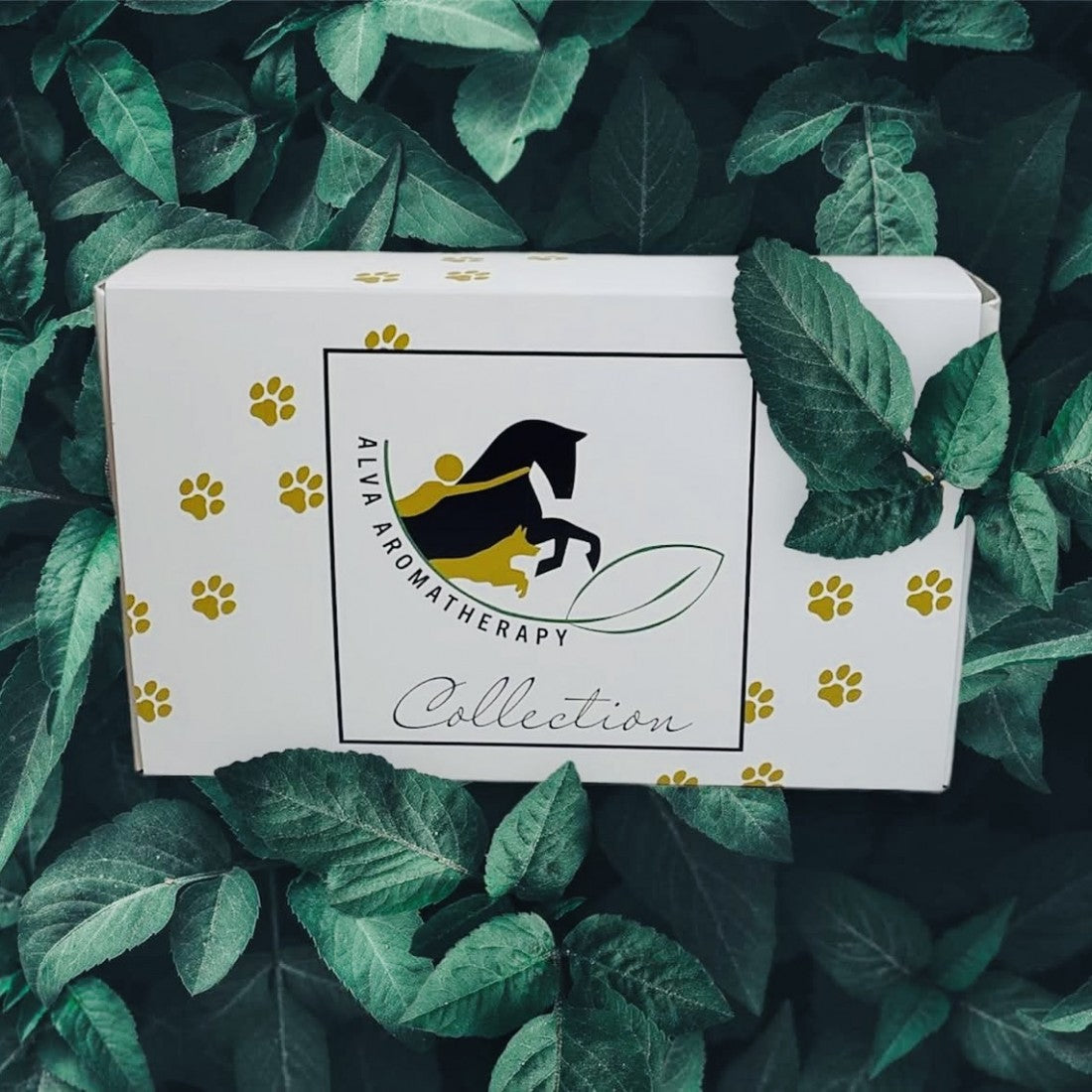 AlvaDog Discovery Packs