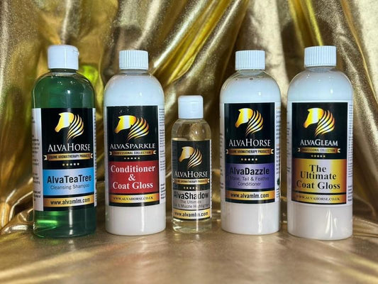 Champion Glow Collection
